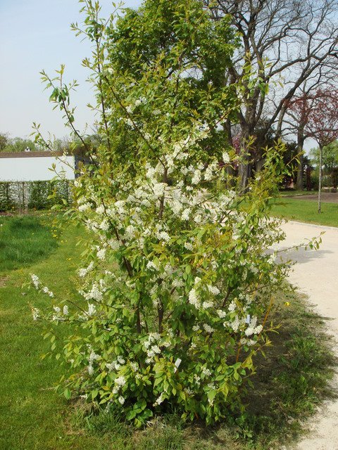 Prunus padus en fleur P1D